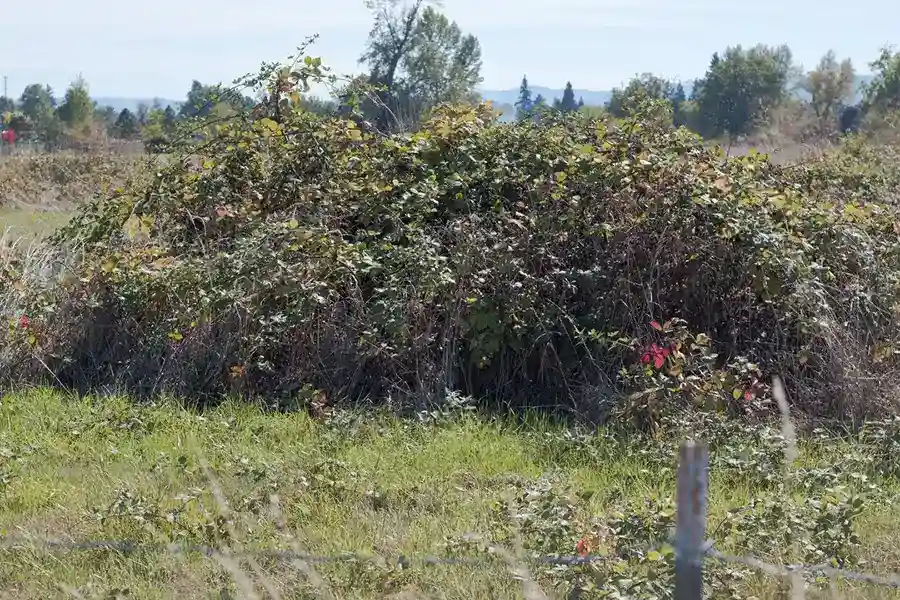 How To Clear A Yard Full Of Weeds Hartford, CT How To Clear A Yard Full Of Weeds Hartford, CT