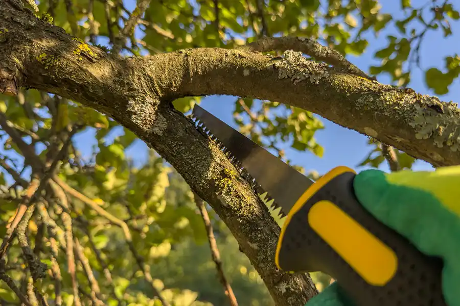 How To Trim Fruit Trees Hartford, CT How To Trim Fruit Trees Hartford, CT
