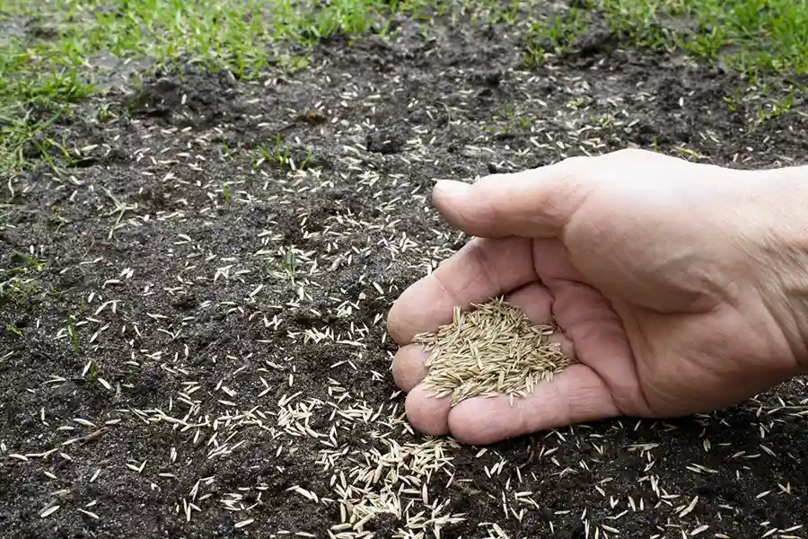 Lawn Care Tips in Hartford, CT Lawn Care Tips in Hartford, CT