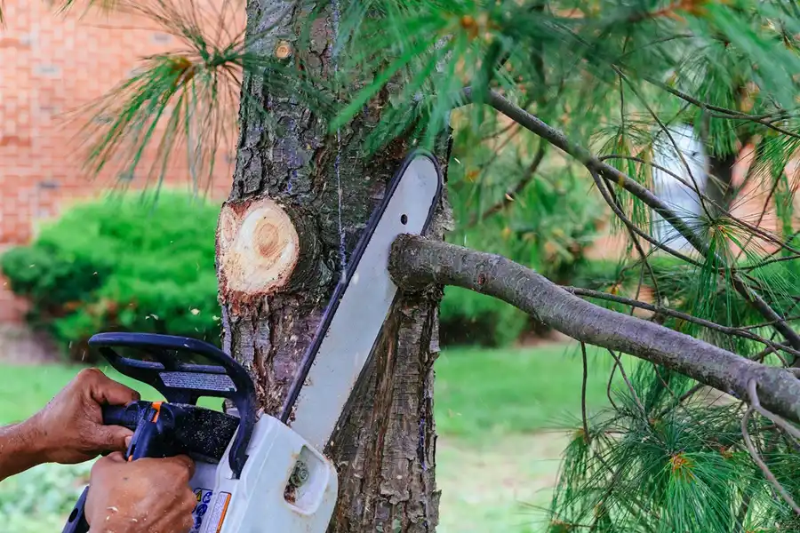 Effective Tree Trimming in Hartford, CT Efficient Tree Trimming in Hartford, CT