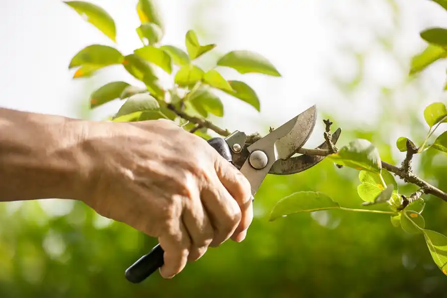 Professional Tree Trimming in Hartford, CT Reliable Tree Trimming in Hartford, CT