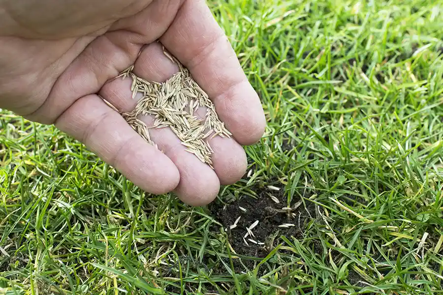 What Is Lawn Care in Hartford, CT What Is Lawn Care in Hartford, CT