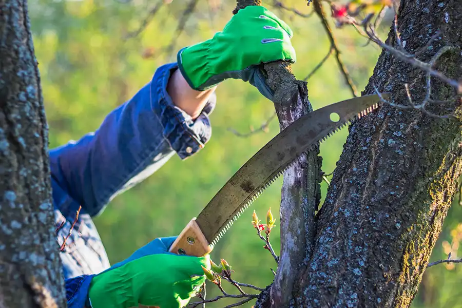 When Should You Trim Trees in Hartford, CT When Should You Trim Trees in Hartford, CT