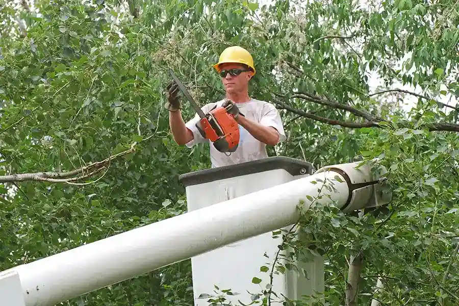 When Should You Trim Trees Hartford, CT When Should You Trim Trees Hartford, CT
